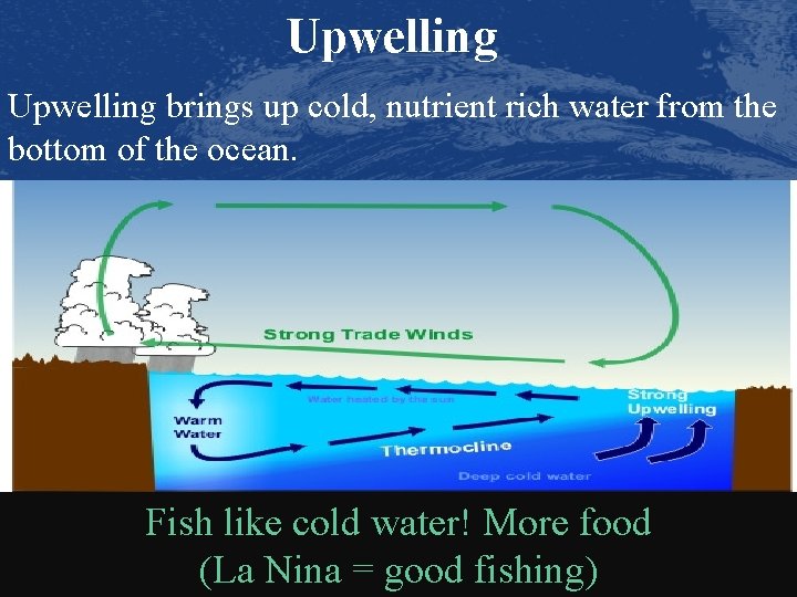 Upwelling brings up cold, nutrient rich water from the bottom of the ocean. Fish