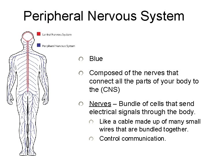 Peripheral Nervous System Blue Composed of the nerves that connect all the parts of