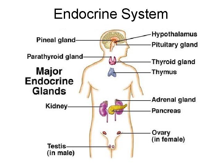 Endocrine System 