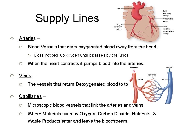 Supply Lines Arteries – Blood Vessels that carry oxygenated blood away from the heart.