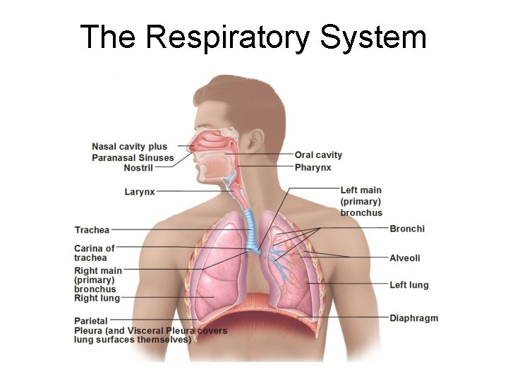 The Respiratory System 