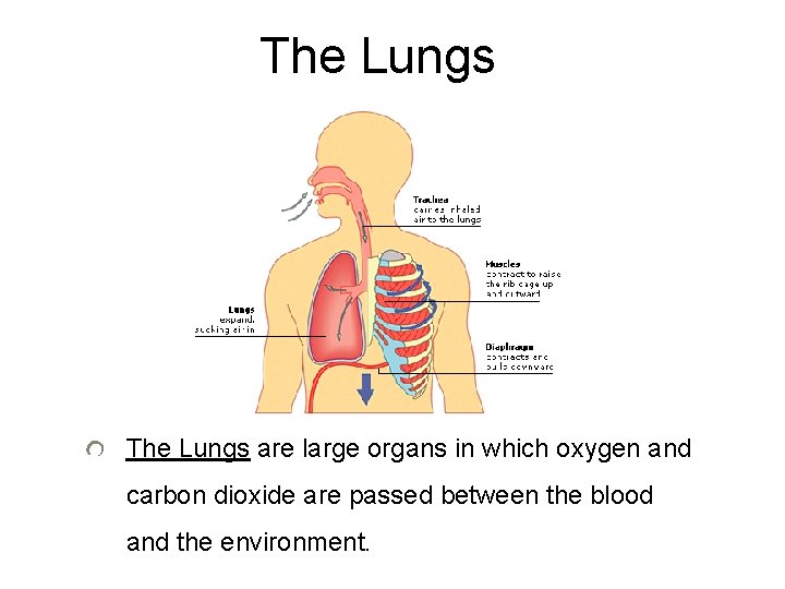 The Lungs are large organs in which oxygen and carbon dioxide are passed between