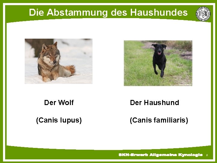 Die Abstammung des Haushundes Der Wolf (Canis lupus) Der Haushund (Canis familiaris) 5 