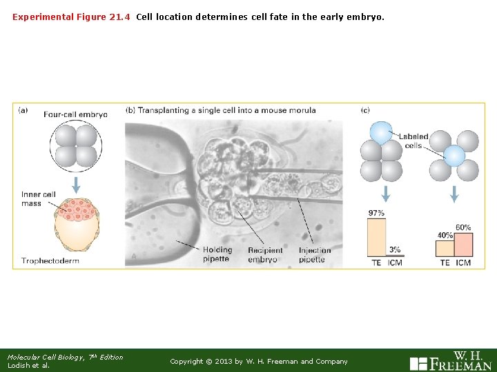 Experimental Figure 21. 4 Cell location determines cell fate in the early embryo. Molecular