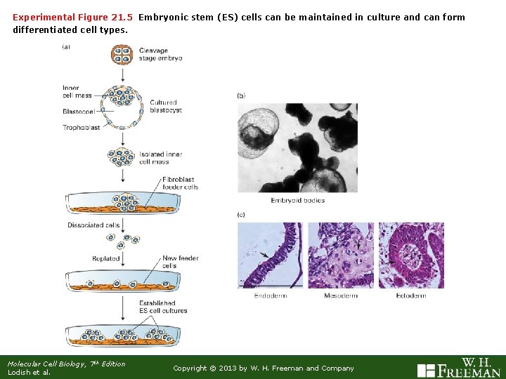 Experimental Figure 21. 5 Embryonic stem (ES) cells can be maintained in culture and