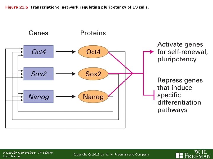 Figure 21. 6 Transcriptional network regulating pluripotency of ES cells. Molecular Cell Biology, 7