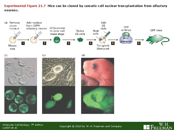 Experimental Figure 21. 7 Mice can be cloned by somatic-cell nuclear transplantation from olfactory
