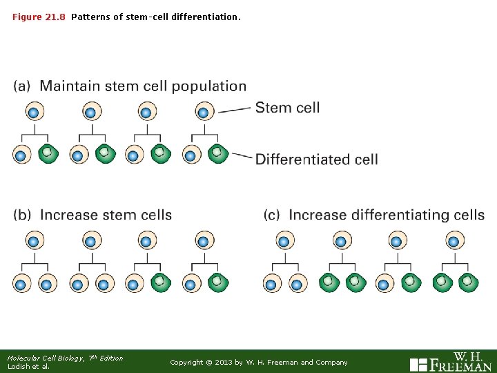 Figure 21. 8 Patterns of stem-cell differentiation. Molecular Cell Biology, 7 th Edition Lodish