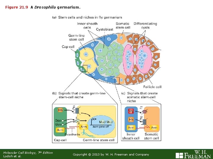 Figure 21. 9 A Drosophila germarium. Molecular Cell Biology, 7 th Edition Lodish et