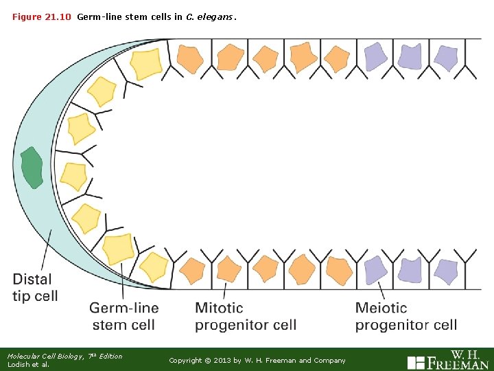 Figure 21. 10 Germ-line stem cells in C. elegans. Molecular Cell Biology, 7 th