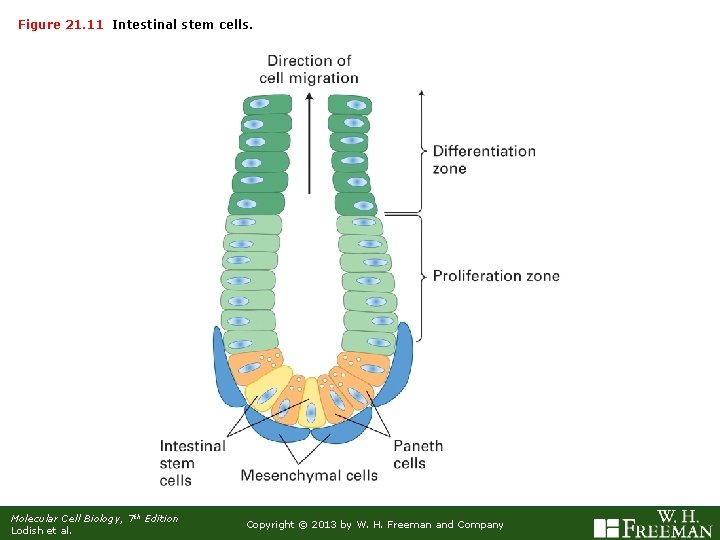 Figure 21. 11 Intestinal stem cells. Molecular Cell Biology, 7 th Edition Lodish et