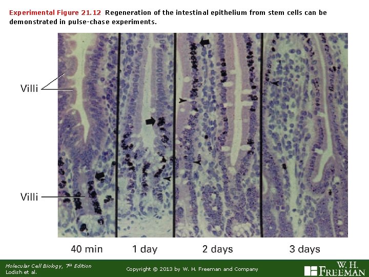 Experimental Figure 21. 12 Regeneration of the intestinal epithelium from stem cells can be