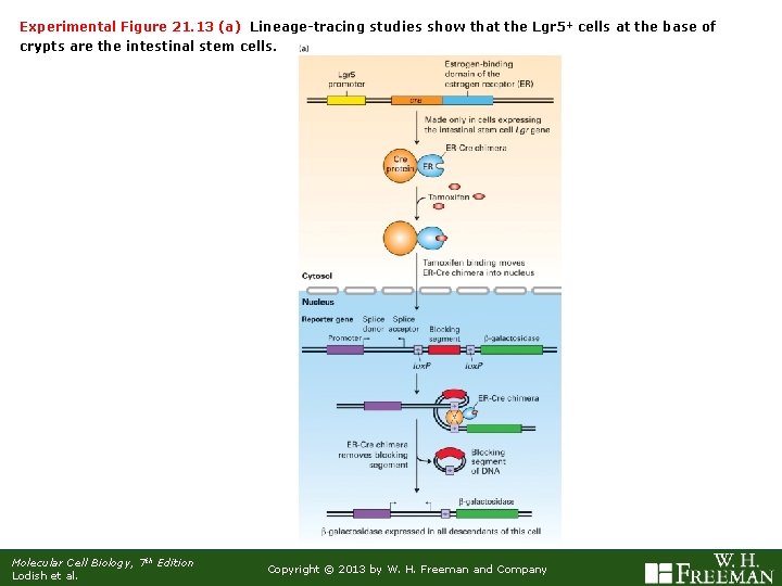 Experimental Figure 21. 13 (a) Lineage-tracing studies show that the Lgr 5+ cells at
