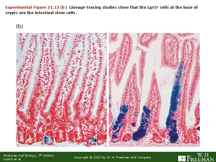 Experimental Figure 21. 13 (b) Lineage-tracing studies show that the Lgr 5+ cells at