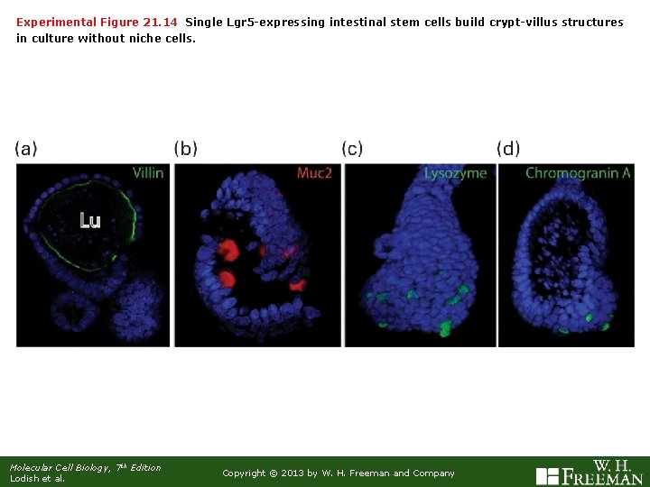Experimental Figure 21. 14 Single Lgr 5 -expressing intestinal stem cells build crypt-villus structures