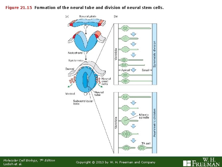 Figure 21. 15 Formation of the neural tube and division of neural stem cells.