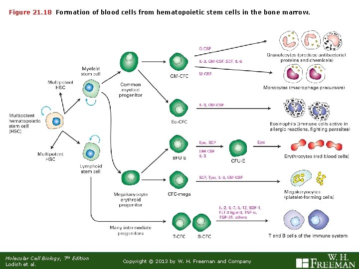 Figure 21. 18 Formation of blood cells from hematopoietic stem cells in the bone