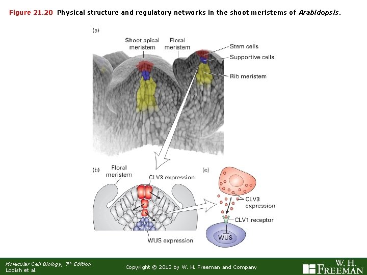 Figure 21. 20 Physical structure and regulatory networks in the shoot meristems of Arabidopsis.