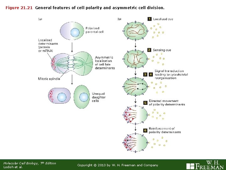 Figure 21. 21 General features of cell polarity and asymmetric cell division. Molecular Cell