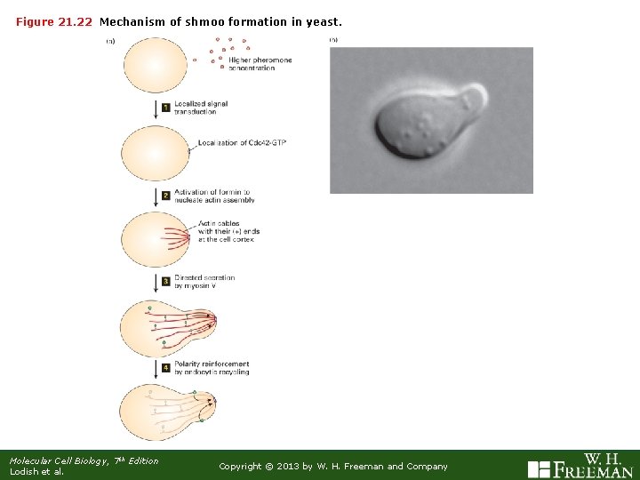 Figure 21. 22 Mechanism of shmoo formation in yeast. Molecular Cell Biology, 7 th