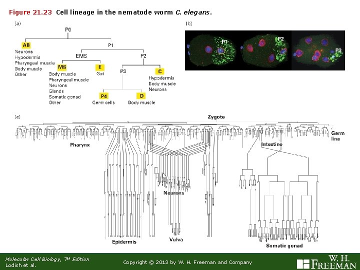 Figure 21. 23 Cell lineage in the nematode worm C. elegans. Molecular Cell Biology,