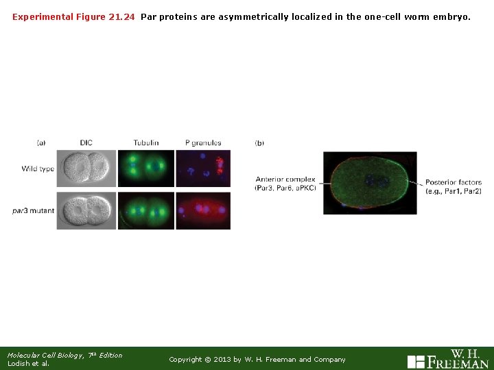 Experimental Figure 21. 24 Par proteins are asymmetrically localized in the one-cell worm embryo.