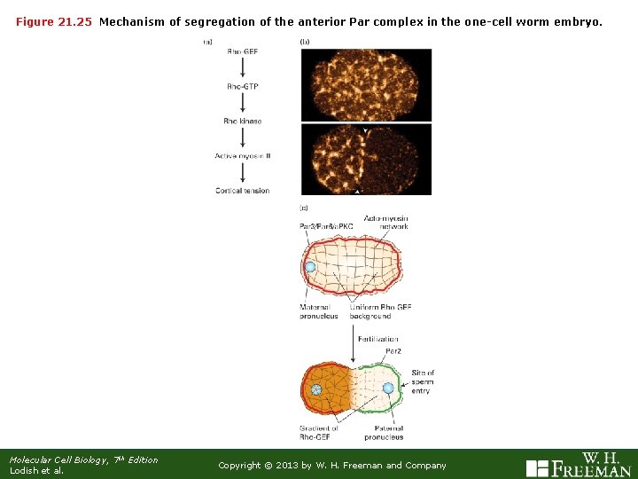 Figure 21. 25 Mechanism of segregation of the anterior Par complex in the one-cell