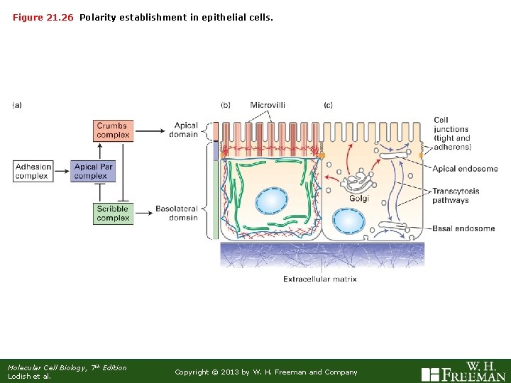 Figure 21. 26 Polarity establishment in epithelial cells. Molecular Cell Biology, 7 th Edition