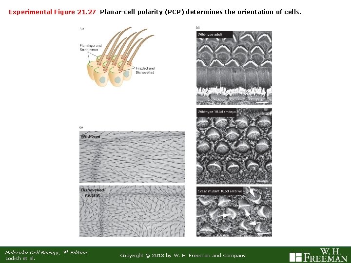 Experimental Figure 21. 27 Planar-cell polarity (PCP) determines the orientation of cells. Molecular Cell
