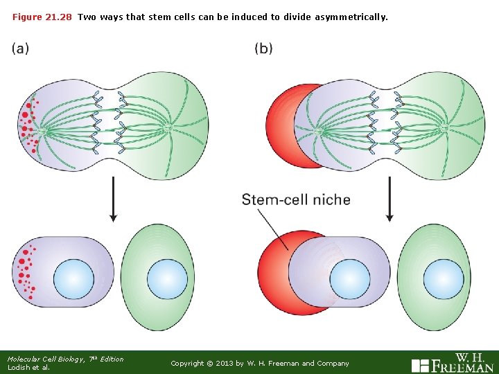 Figure 21. 28 Two ways that stem cells can be induced to divide asymmetrically.