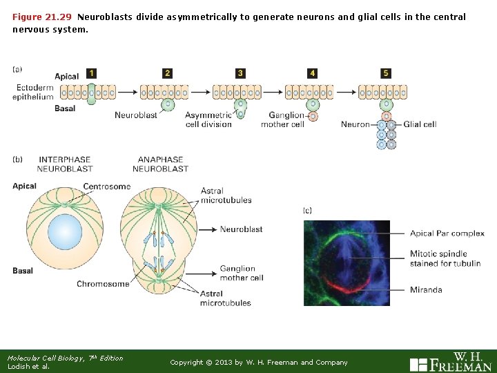 Figure 21. 29 Neuroblasts divide asymmetrically to generate neurons and glial cells in the