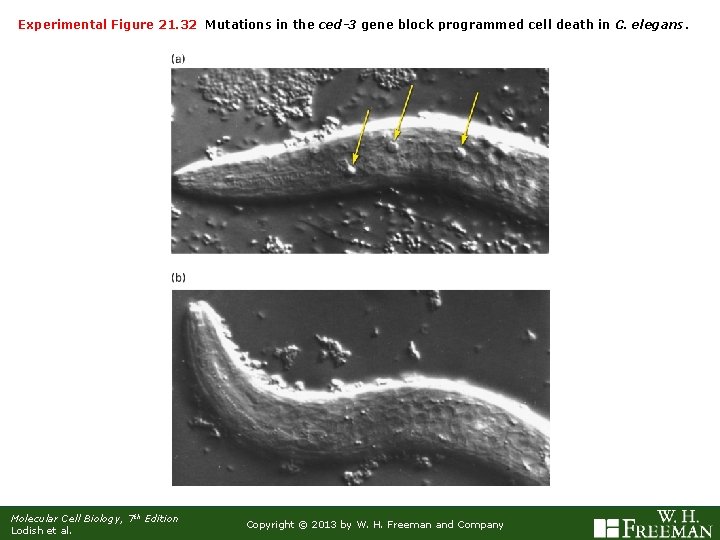 Experimental Figure 21. 32 Mutations in the ced-3 gene block programmed cell death in