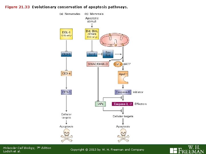 Figure 21. 33 Evolutionary conservation of apoptosis pathways. Molecular Cell Biology, 7 th Edition