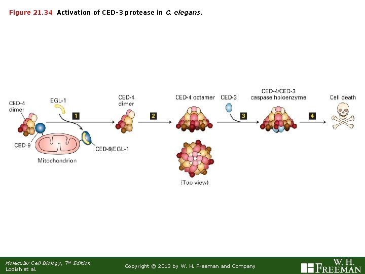 Figure 21. 34 Activation of CED-3 protease in C. elegans. Molecular Cell Biology, 7