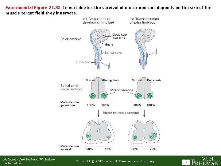 Experimental Figure 21. 35 In vertebrates the survival of motor neurons depends on the