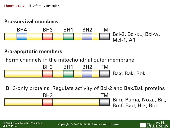 Figure 21. 37 Bcl-2 family proteins. Molecular Cell Biology, 7 th Edition Lodish et