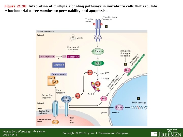 Figure 21. 38 Integration of multiple signaling pathways in vertebrate cells that regulate mitochondrial