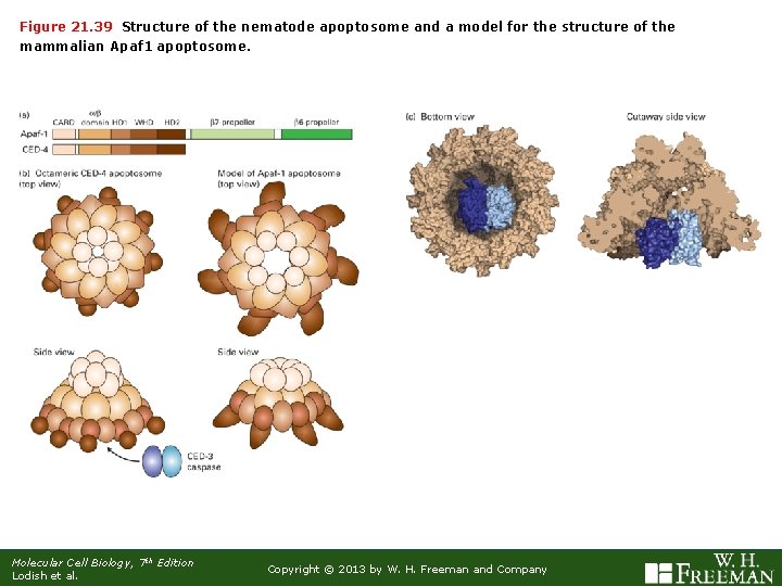 Figure 21. 39 Structure of the nematode apoptosome and a model for the structure