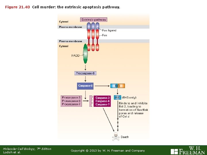 Figure 21. 40 Cell murder: the extrinsic apoptosis pathway. Molecular Cell Biology, 7 th