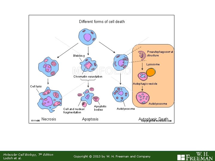 Molecular Cell Biology, 7 th Edition Lodish et al. Copyright © 2013 by W.
