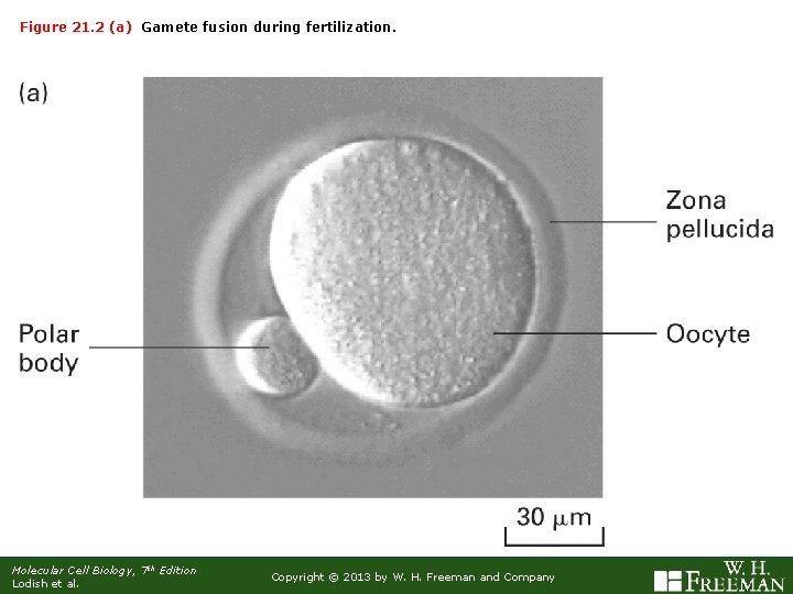 Figure 21. 2 (a) Gamete fusion during fertilization. Molecular Cell Biology, 7 th Edition