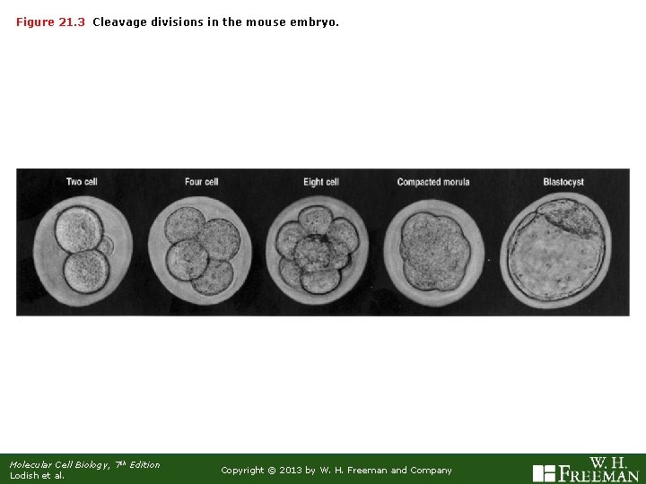Figure 21. 3 Cleavage divisions in the mouse embryo. Molecular Cell Biology, 7 th