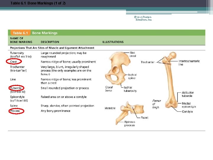 Table 6. 1 Bone Markings (1 of 2) © 2013 Pearson Education, Inc. 