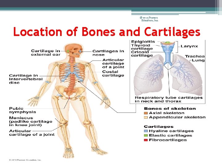 © 2013 Pearson Education, Inc. Location of Bones and Cartilages 