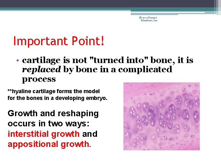 © 2013 Pearson Education, Inc. Important Point! • cartilage is not "turned into" bone,
