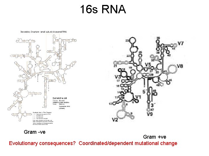 16 s RNA Gram -ve Gram +ve Evolutionary consequences? Coordinated/dependent mutational change 