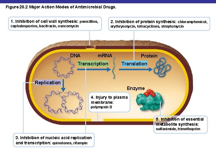 Figure 20. 2 Major Action Modes of Antimicrobial Drugs. 1. Inhibition of cell wall