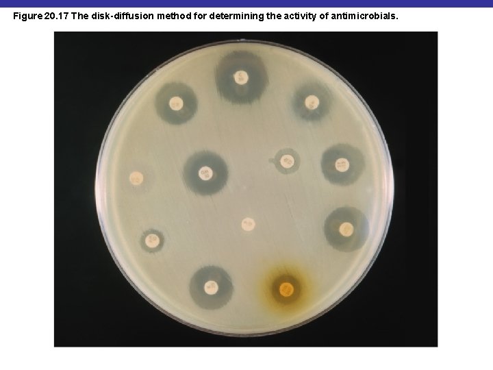 Figure 20. 17 The disk-diffusion method for determining the activity of antimicrobials. 