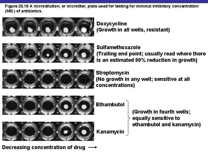 Figure 20. 19 A microdilution, or microtiter, plate used for testing for minimal inhibitory