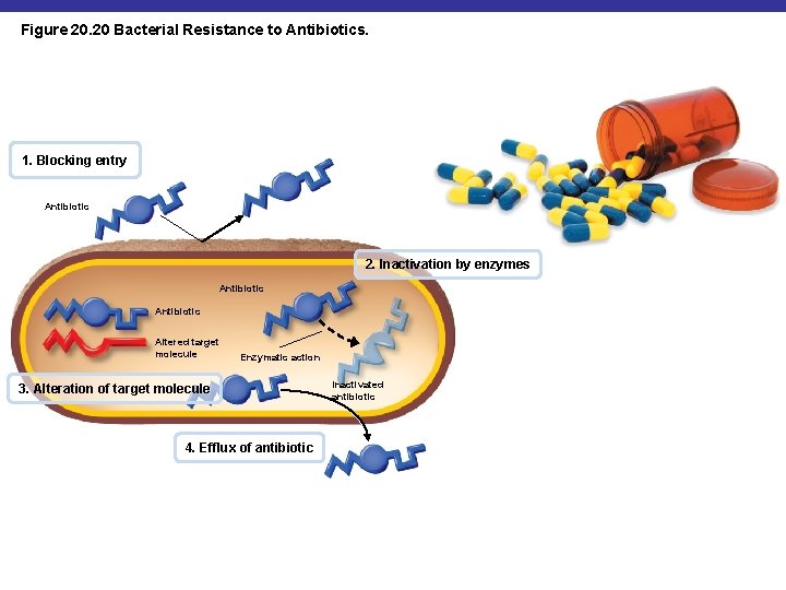 Figure 20. 20 Bacterial Resistance to Antibiotics. 1. Blocking entry Antibiotic 2. Inactivation by